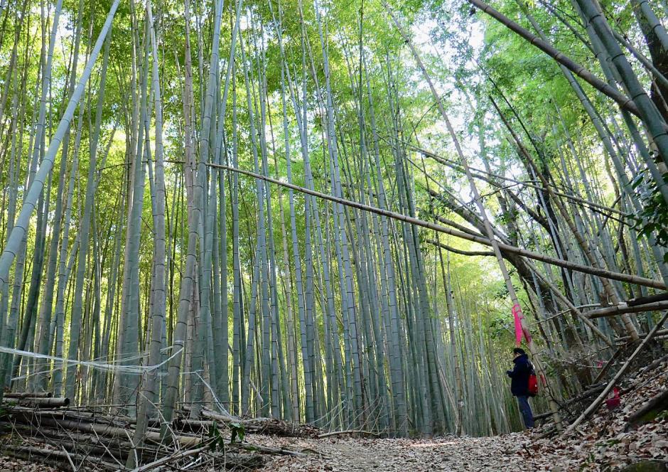 Bosco di bambù giapponese