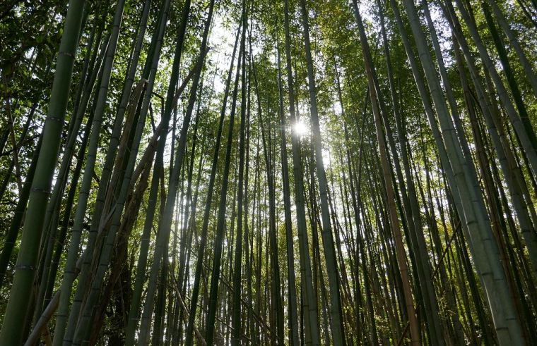 bosco di bambù